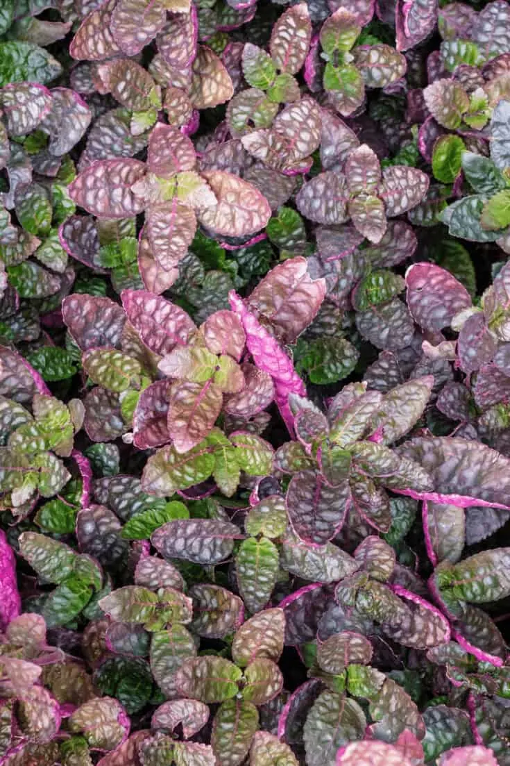 The amount of light the Purple Waffle plant gets will alter the color of its leaves. Too little can leave them faded and turn from pink to grey.