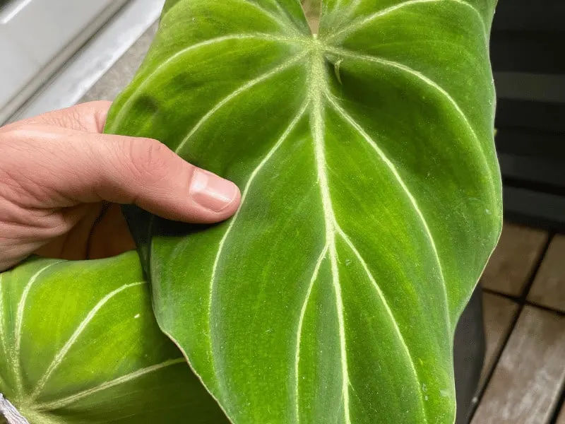 The leaves are green, soft and velvety with a heart-shaped form