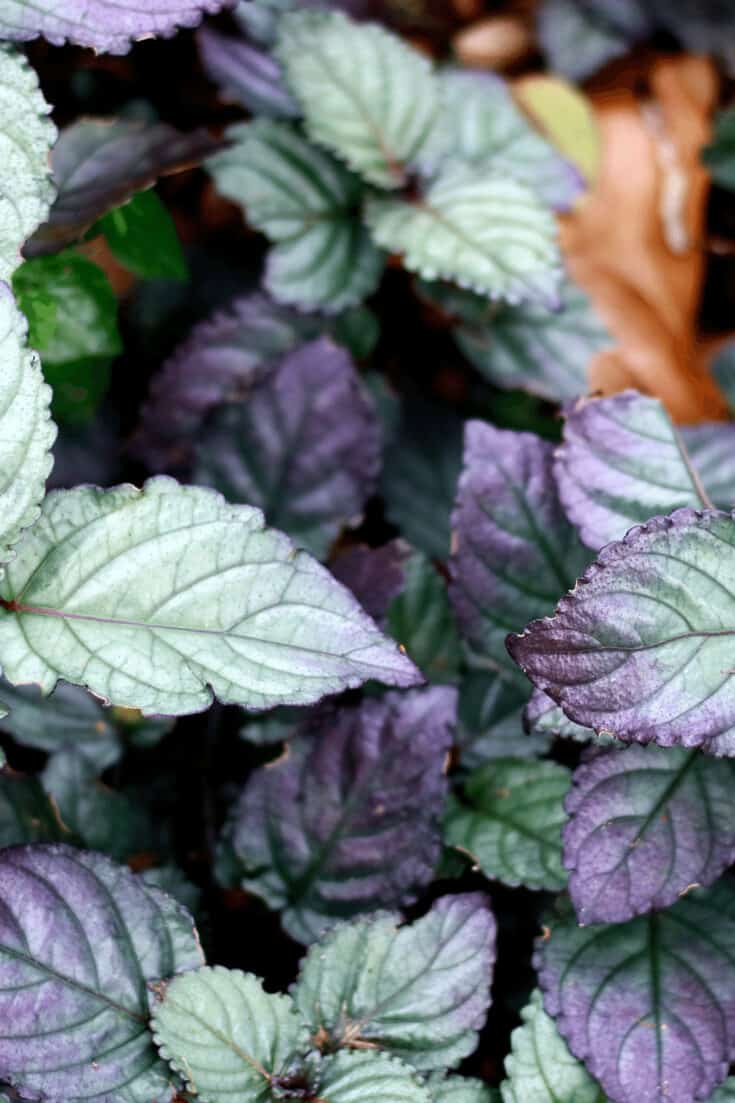 The purple waffle plant is quite tolerant to lower temperatures but does not tolerate big temperature swings