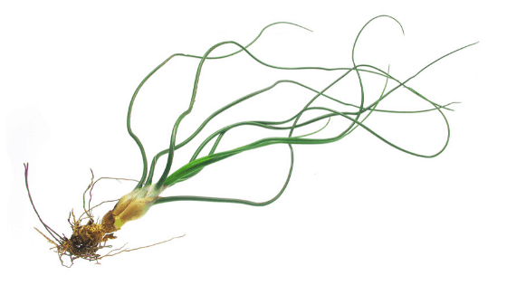 The roots of air plants are simply there to attach the plant onto other objects such as branches or rocks