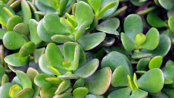There are many different types of jade plants