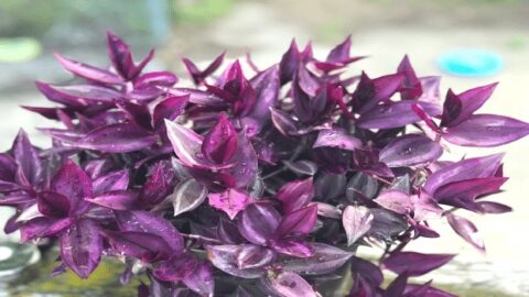 Wandering Jew Plant – Ultimate Care Guide
