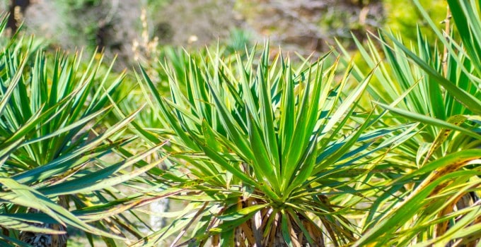 Yucca Genus (Yucca Gloriosa)