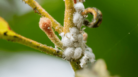How To Get Rid Of Mealybugs – My 101 Guide