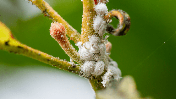 How To Get Rid Of Mealybugs – Best Remedies 101