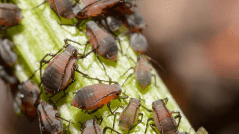 Aphids How To Get Rid Of Them Forever
