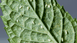 Whiteflies on the underside of a houseplant leaf