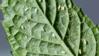 Whiteflies on the underside of a houseplant leaf