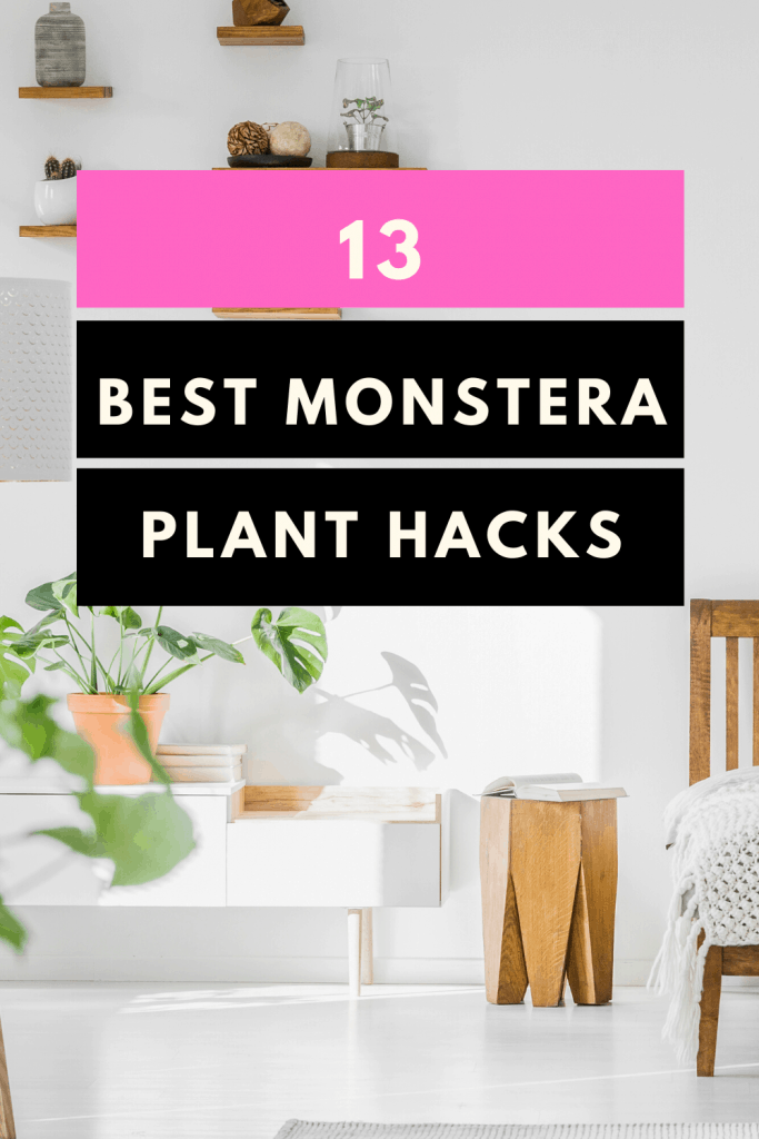 13 Best Monstera Plant Care Hacks