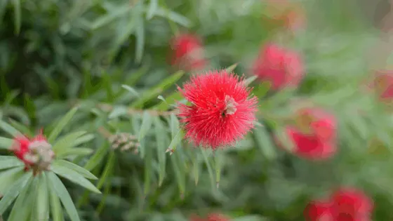 Inspect your bottlebrush tree regularly for diseases and pests.