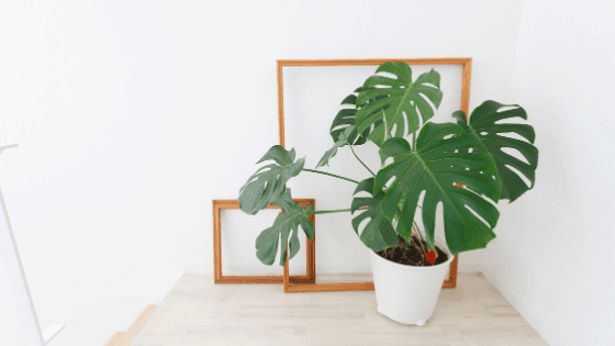 Monstera Deliciosa with splt leaves on a table