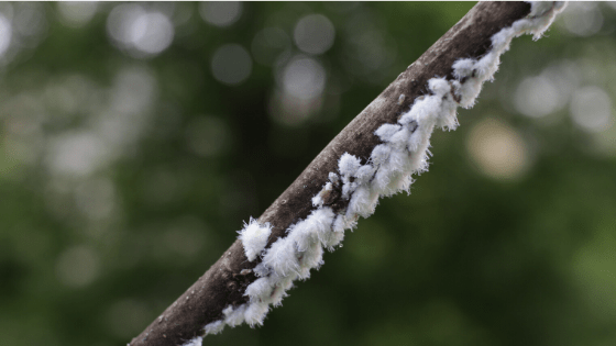 How to get rid of mealybugs