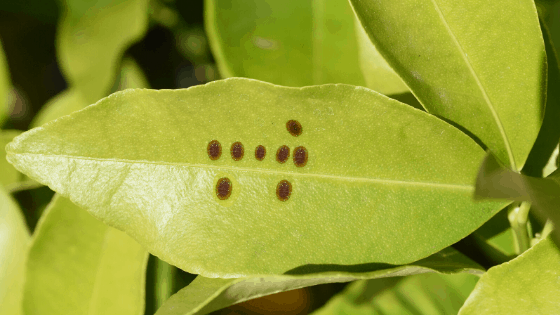 How to detect scale insects on a plant