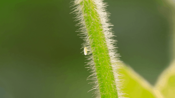 A whitefly on a plant petiole
