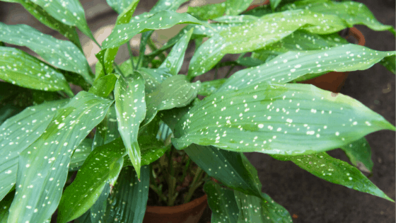 Cast Iron Plant can grow in a variety of light conditions