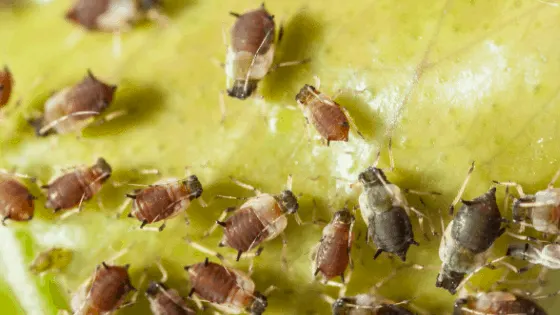 Aphid infestations can threaten the health of your plant