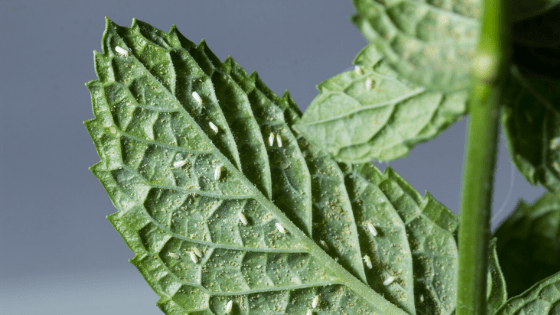 Whiteflies settling on the underside of a leaf