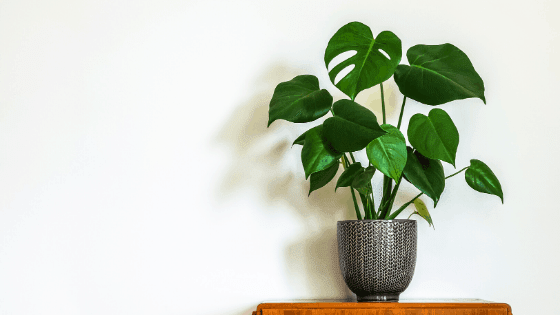 Provide a moss pole or any other way for a Monstera to climb and produce bigger split leaves