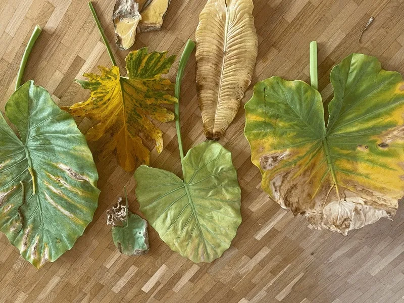 A picture of yellow and brown leaves from my plant collection