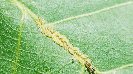 Aphid are plant sap sucking pests