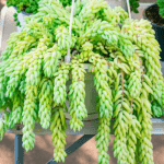 Burro's Tail (Sedum morganianum) Plant