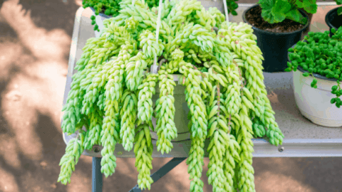How to Grow And Care For Donkey’s Tail Succulent Plant