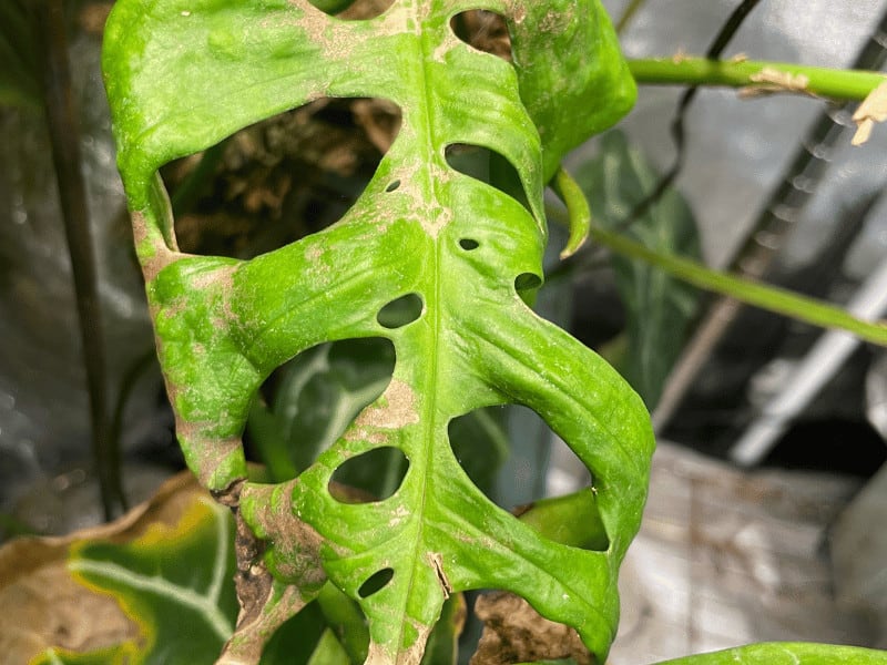 Damaged leaf due to fungus gnats and diseases they transmit in my grow tent