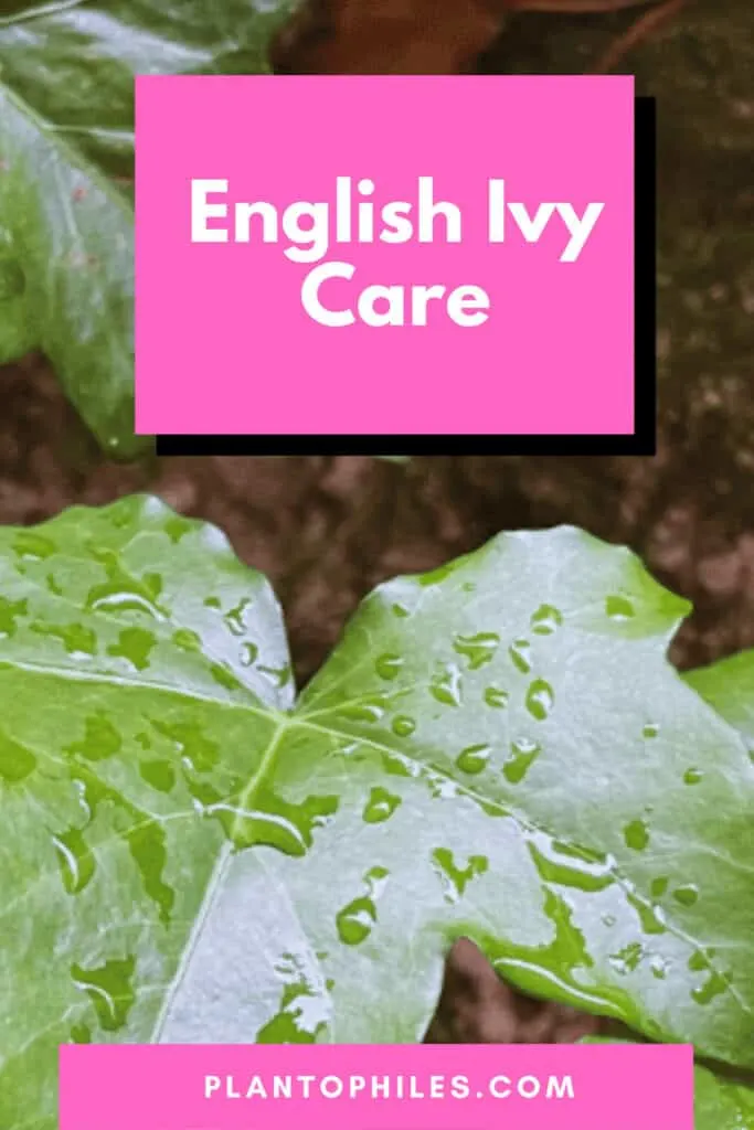 English Ivy Care