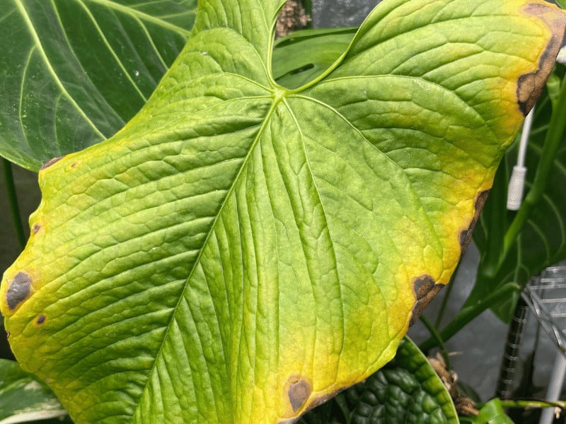 Fungal disease on one of my tropical plants in the grow tent. Insufficient airflow and high humidtiy likely lead to this
