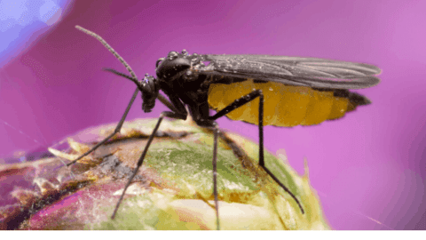 How To Get Rid of Gnats in Houseplants – Do This!