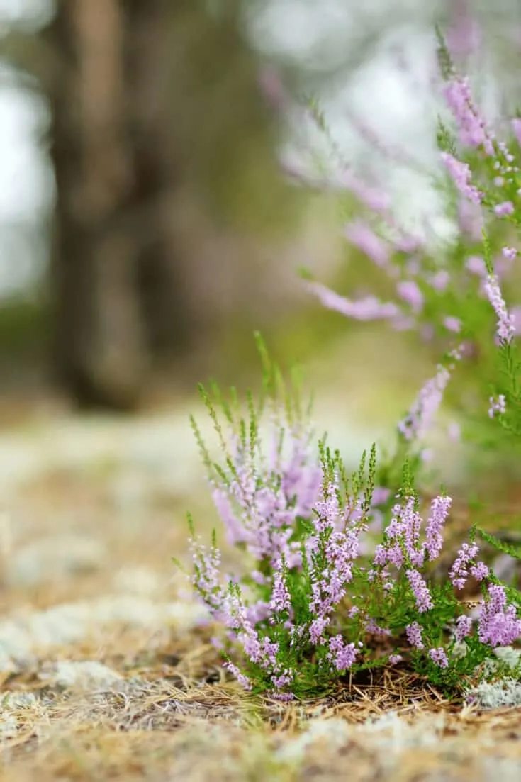 Heather Plants are not fond of high humidity. Keep humidity below 50%