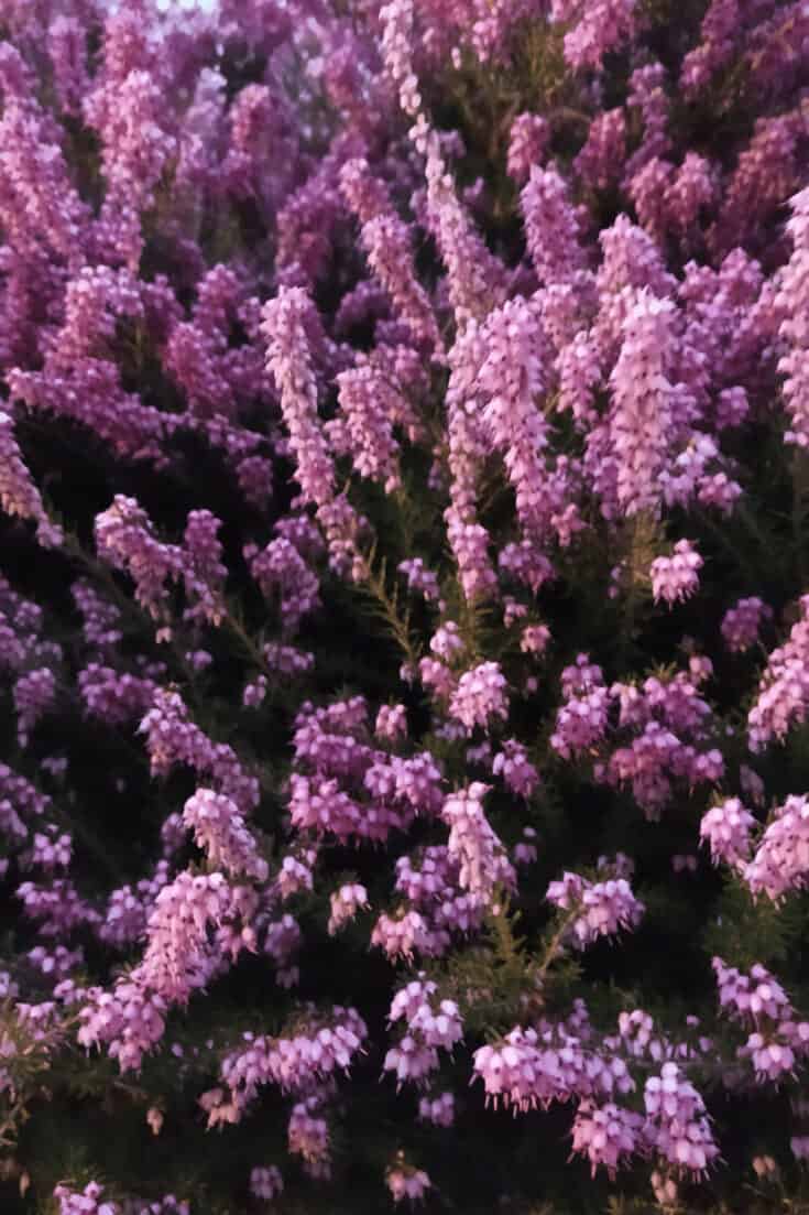 Heather Plants are not in the same family as lavender plants