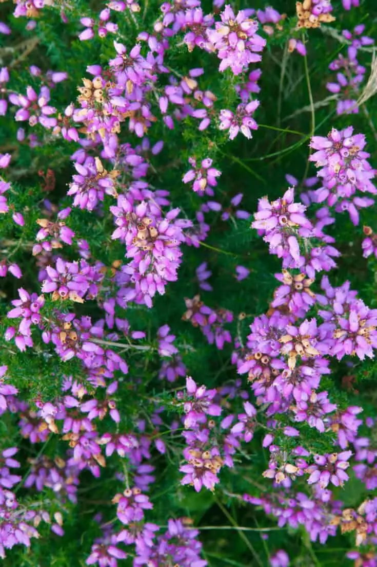 Heather Plants prefer at last 6 hours of direct sunlight per day