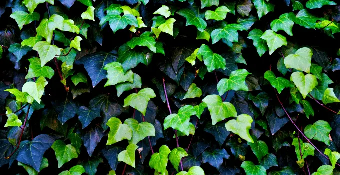 English Ivy Care - Explained in Great Detail! 1