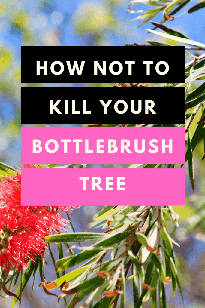How Not To Kill Your Bottlebrush Tree