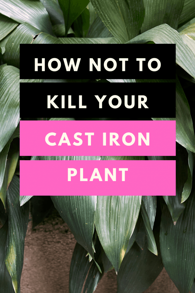 How Not To Kill Your Cast Iron Plant