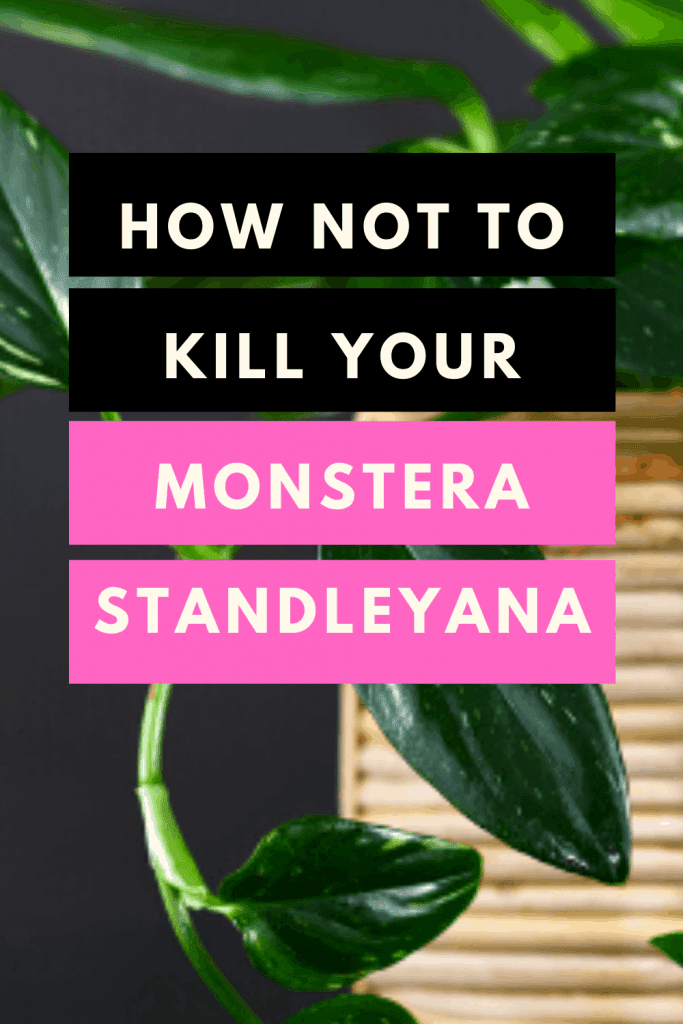 How Not To Kill Your Monstera Standleyana