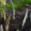How to Grow Asparagus from Start to Finish