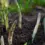 How to Grow Asparagus from Start to Finish