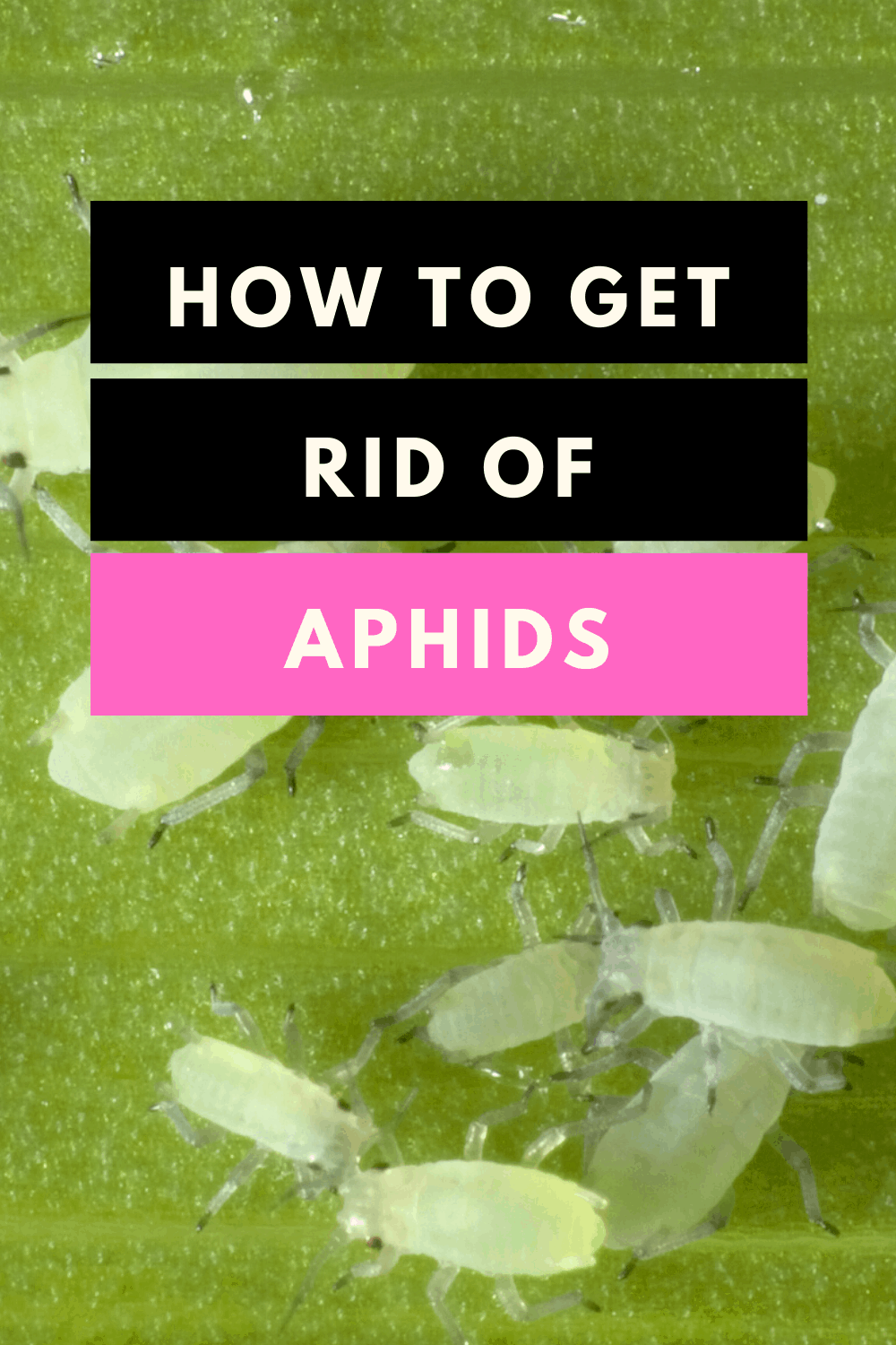 How to get rid of Aphids