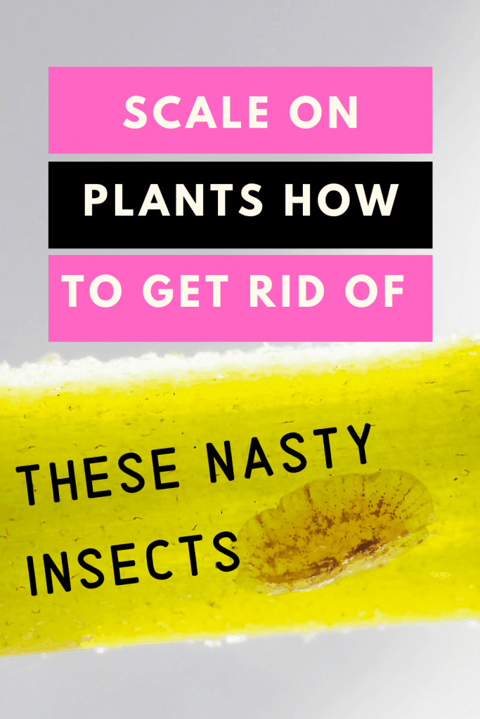 How to get rid of scale on plants