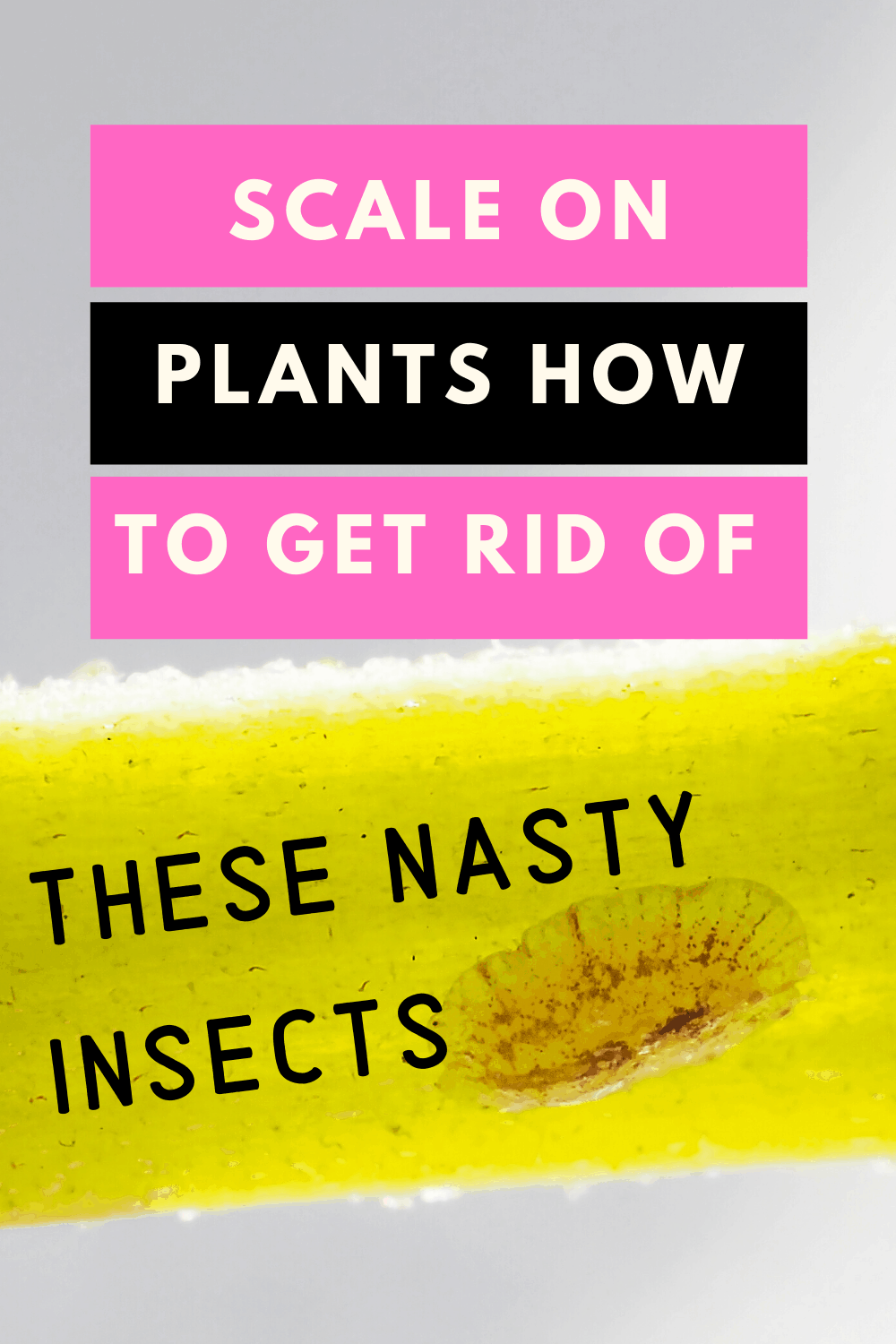 How to get rid of scale on plants forever