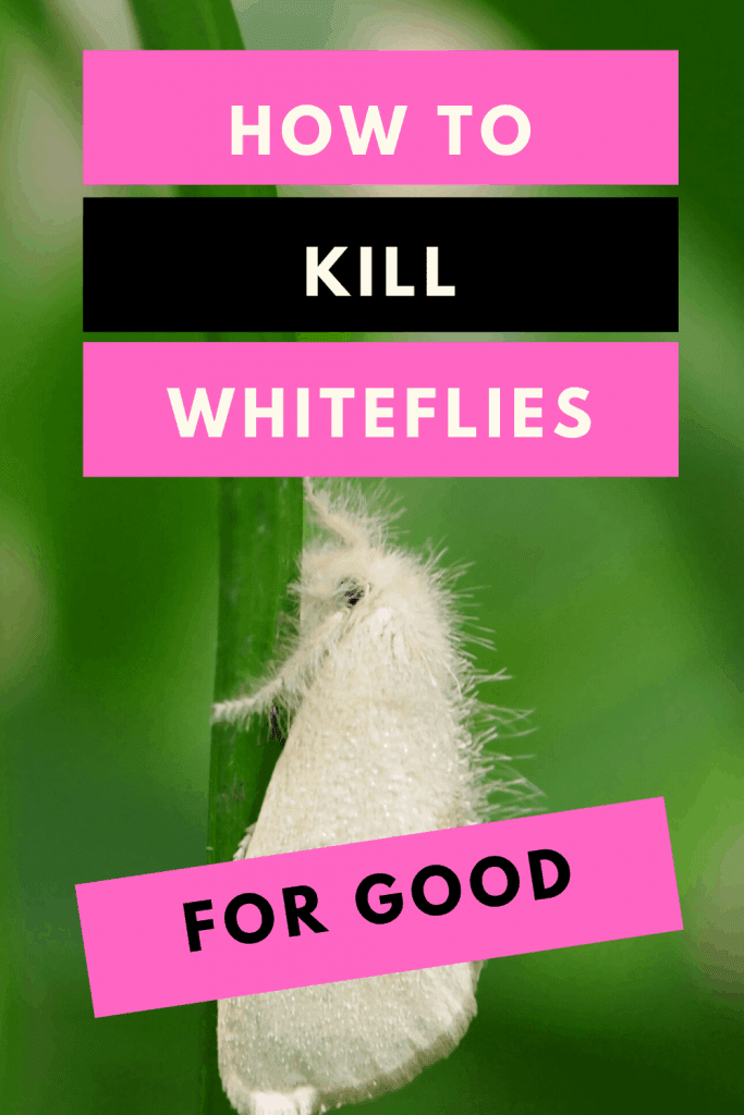 Whiteflies On Plants - #1 Best Remedy Hacks 1