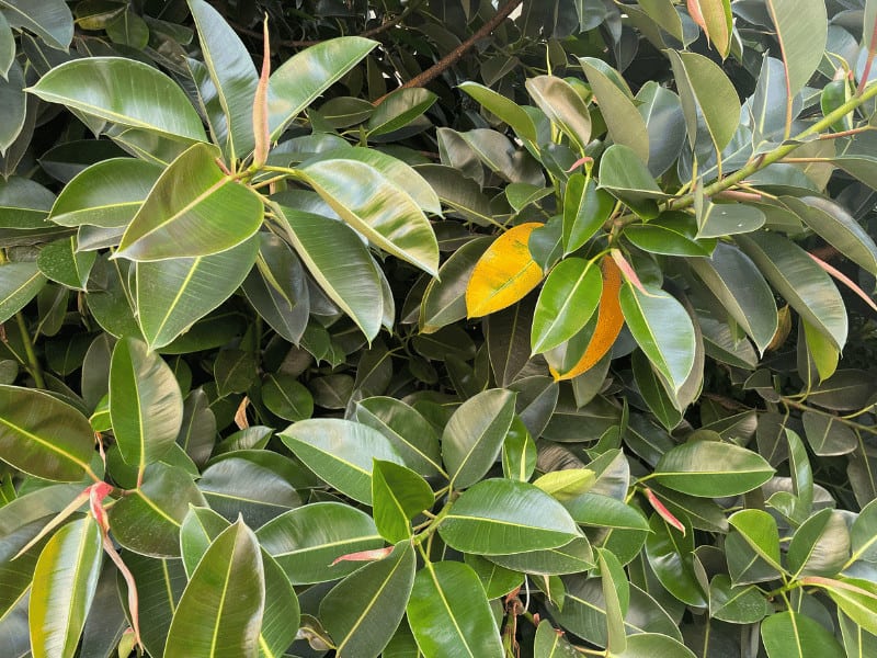 If the lower leaves yellow it is mostly because of old age. Here is a picture of a rubber tree I took