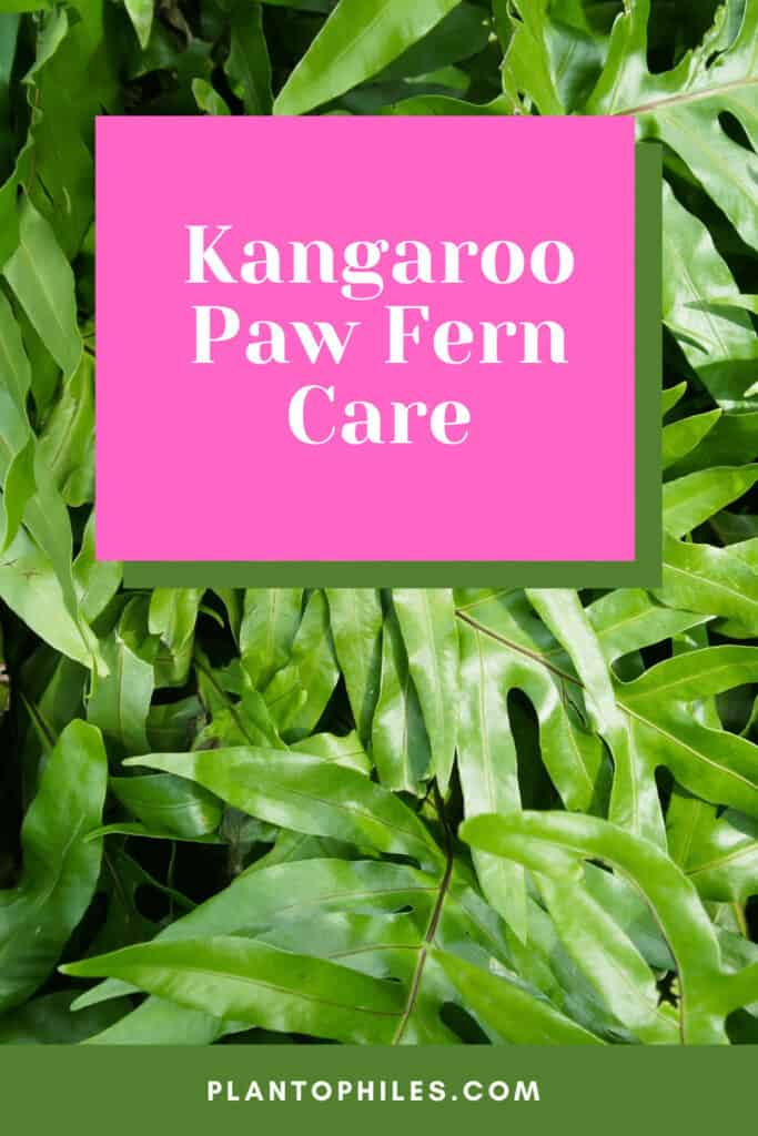Kangaroo Paw Fern Care
