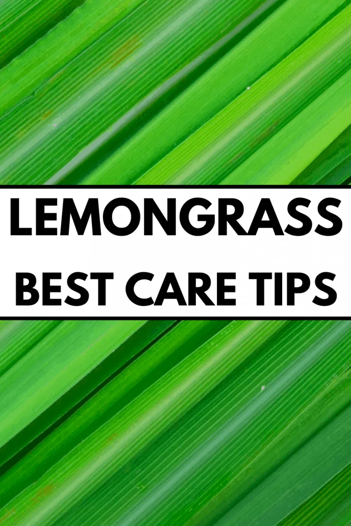 Lemongrass Best Care Tips
