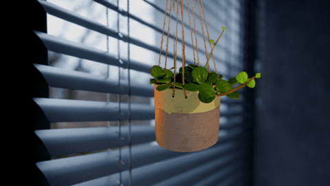The 35 Best Low Light Hanging Plants