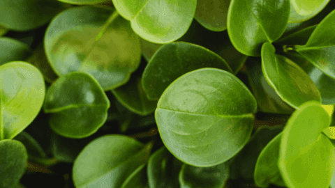 Peperomia Obtusifolia Care – My Best Tips!