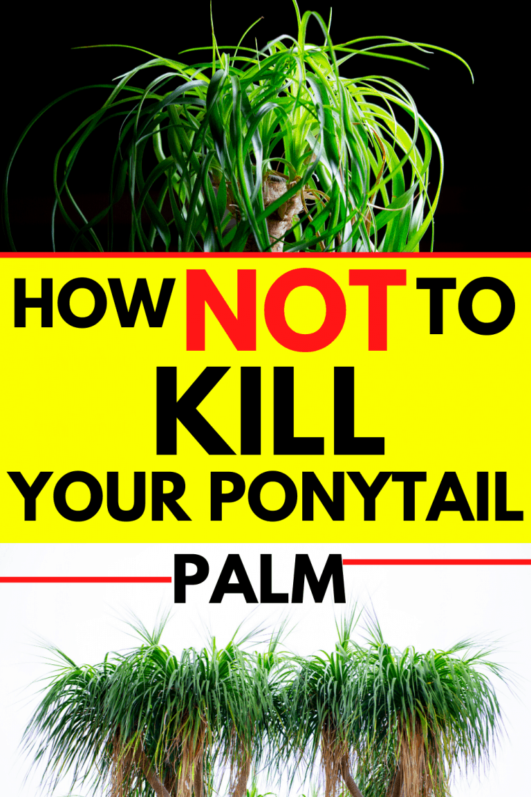 how-to-care-for-a-ponytail-palm-a-growing-guide