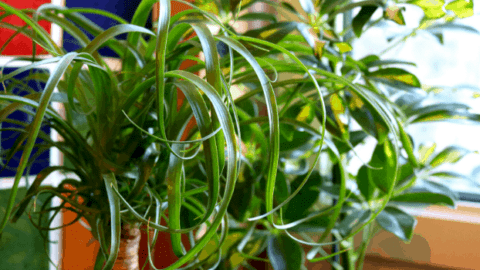 How To Care for a Ponytail Palm – A Growing Guide